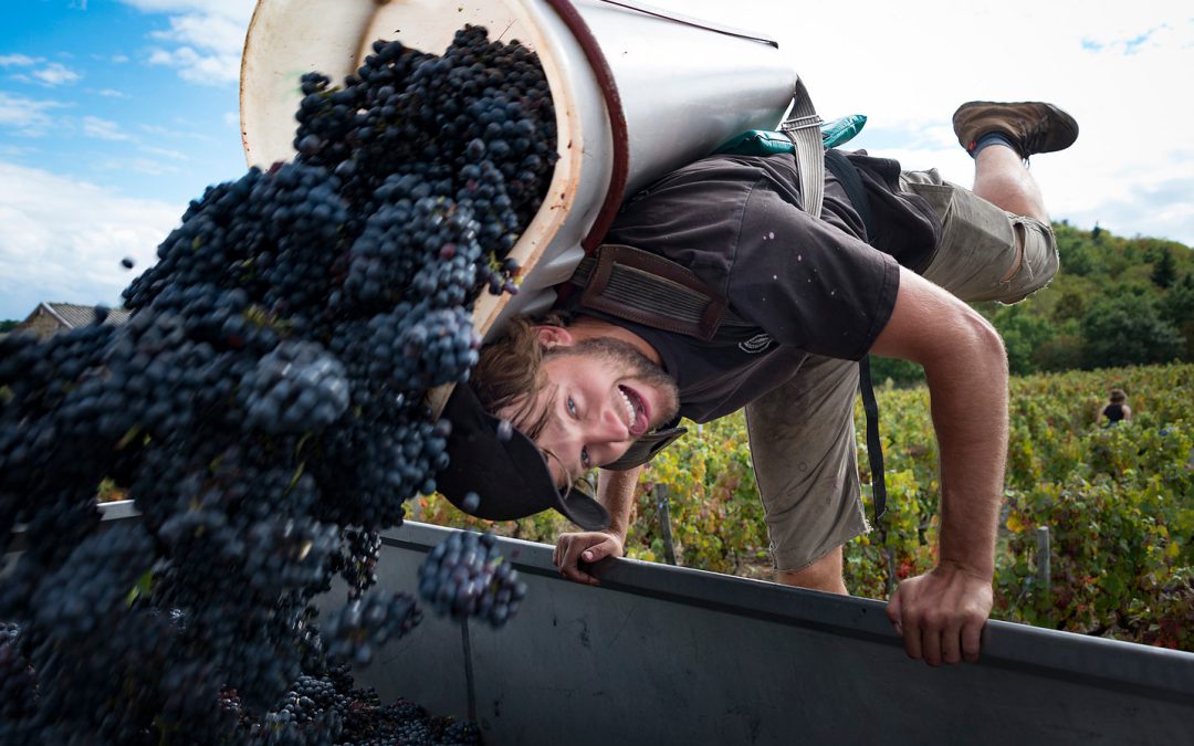 Vendanges 2016