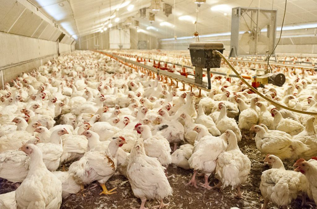 Vous reprendrez bien encore un peu de poulet ?