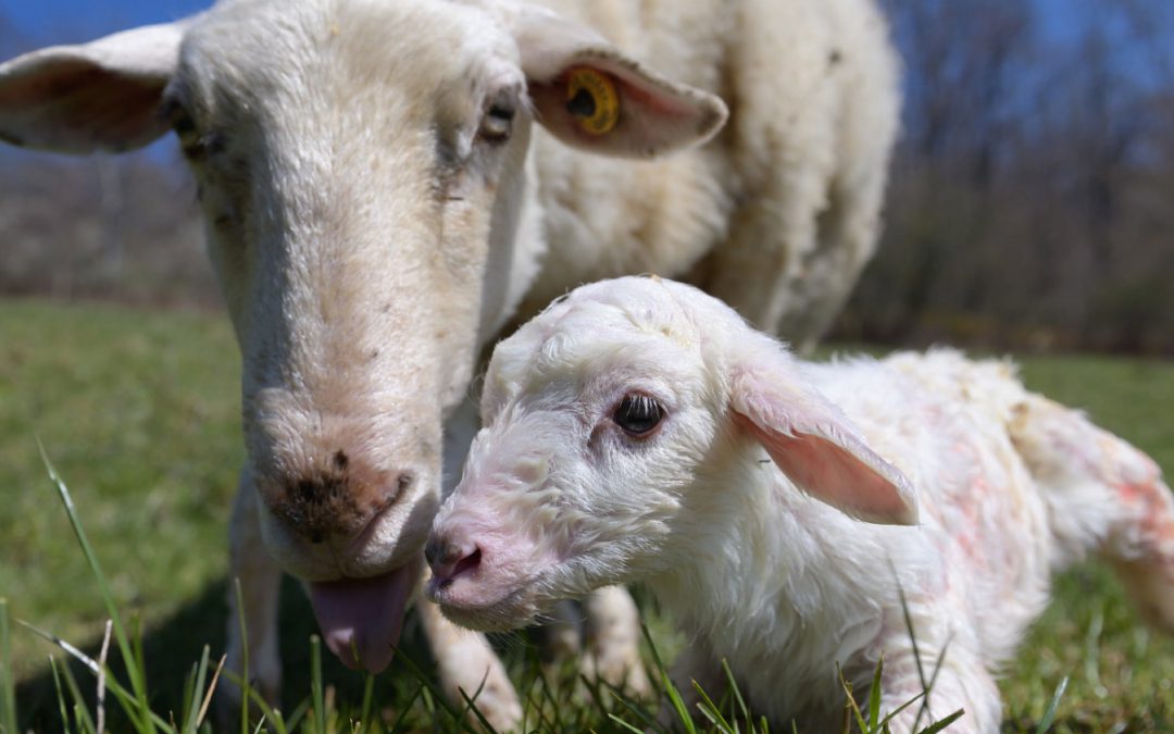 Eco & Cie – Nouveaux venus